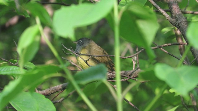 Connecticut Warbler - ML579300671