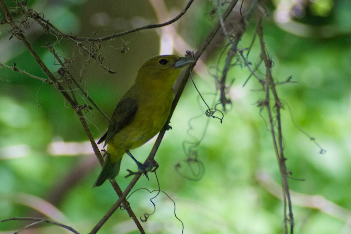 Scarlet Tanager - ML579300681