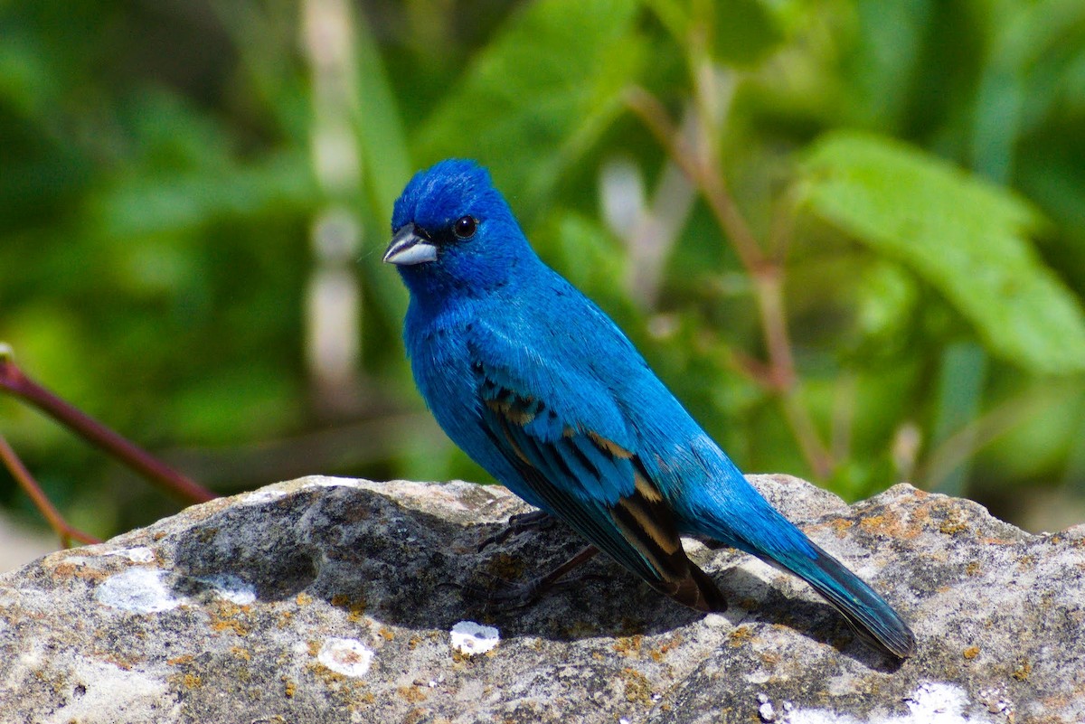 Indigo Bunting - ML579300701