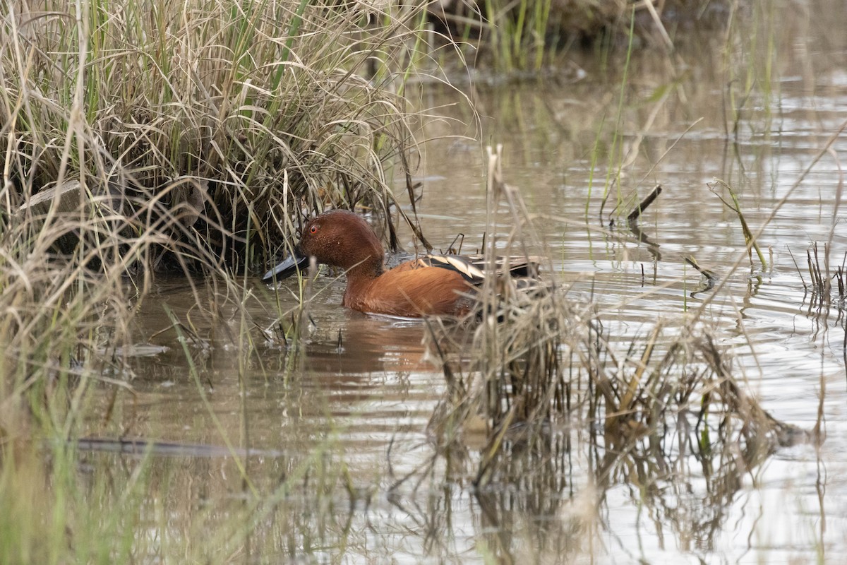 Cinnamon Teal - Christopher Fimbel