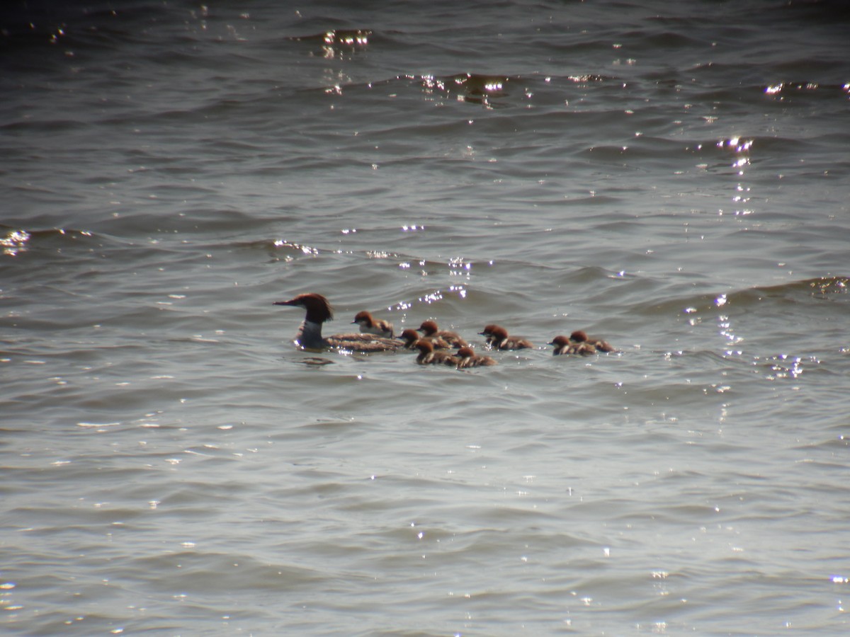 Common Merganser - ML579301841