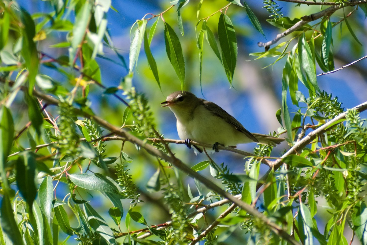 Warbling Vireo - ML579302151