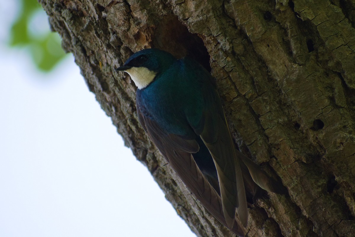 Tree Swallow - ML579302221