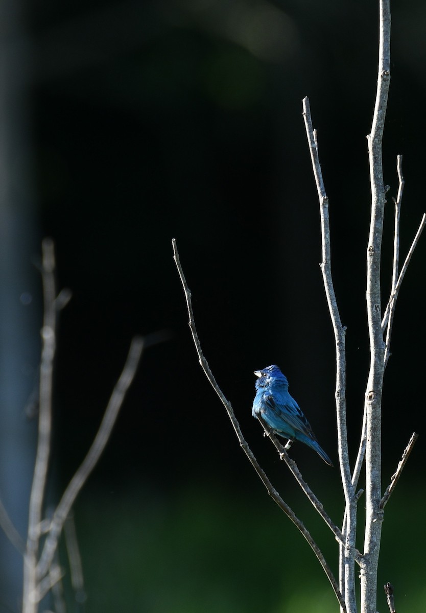 Indigo Bunting - ML579303481