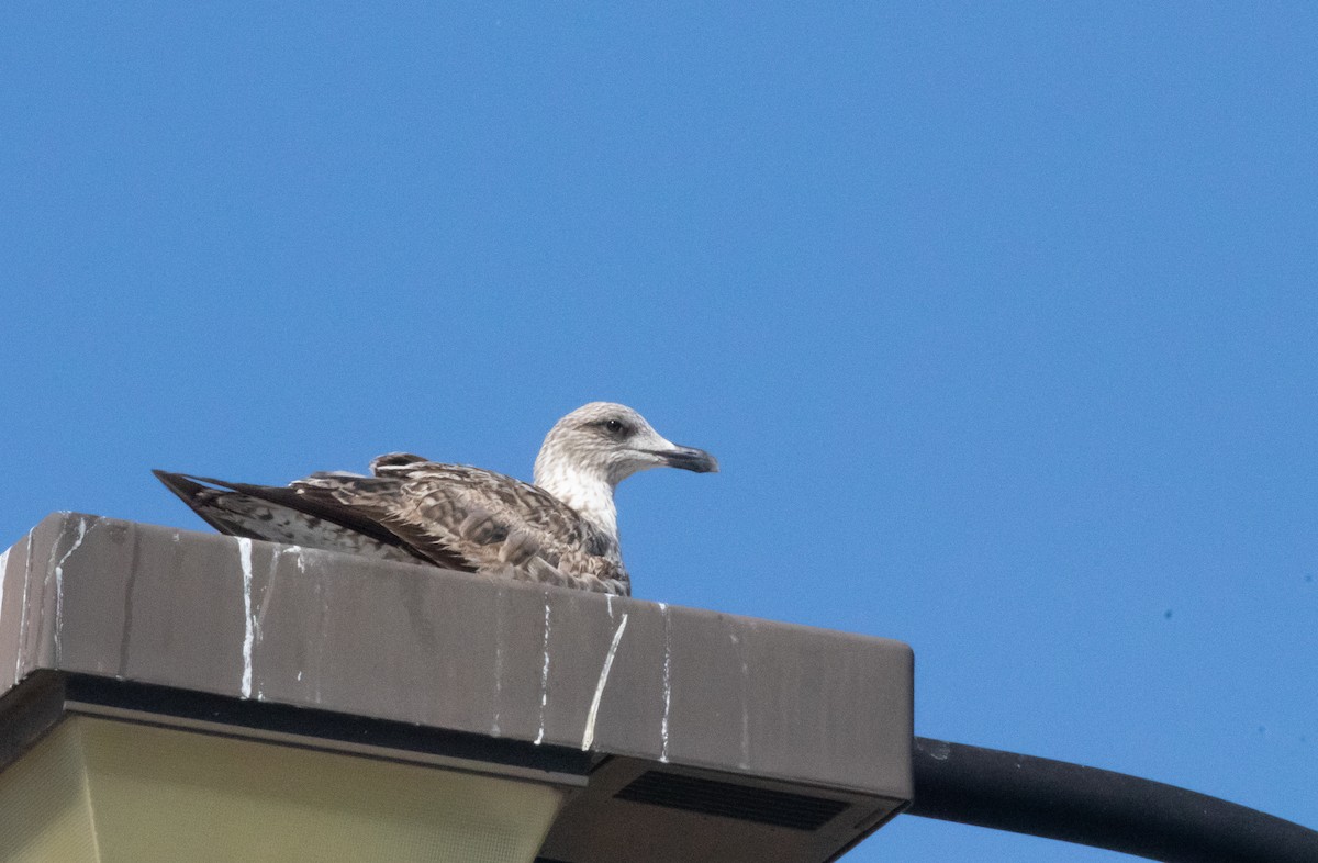 Lesser Black-backed Gull - ML579303761