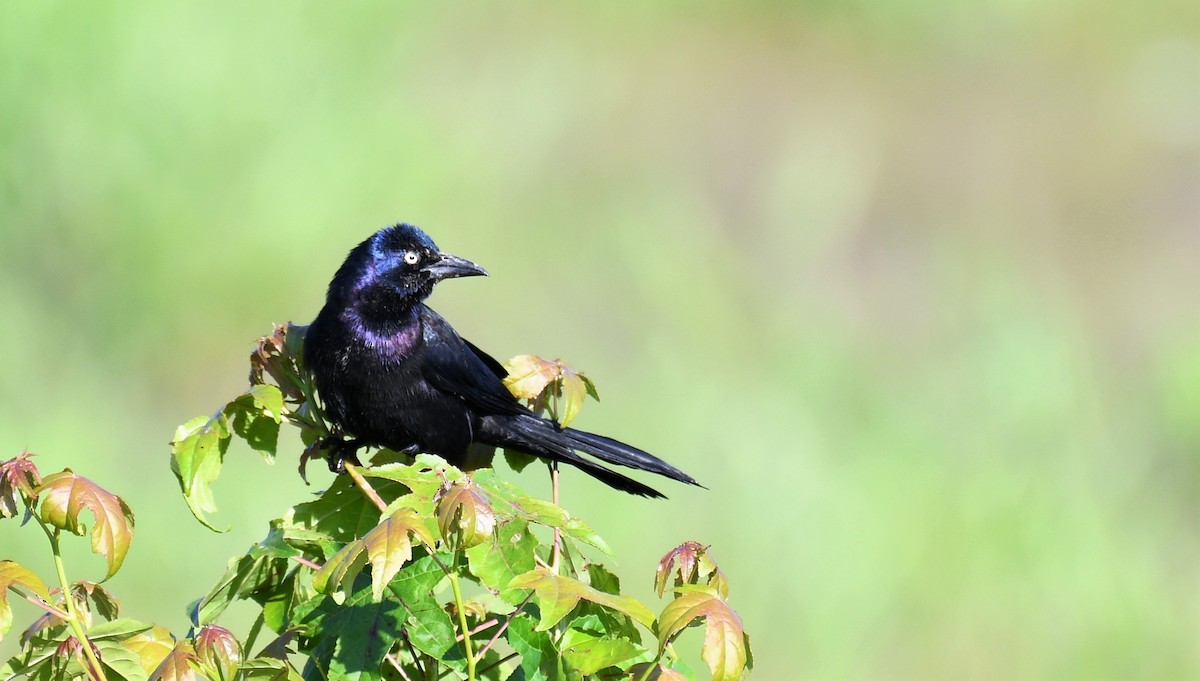 Common Grackle - ML579303851