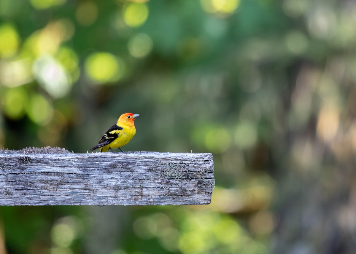 Western Tanager - ML579303971
