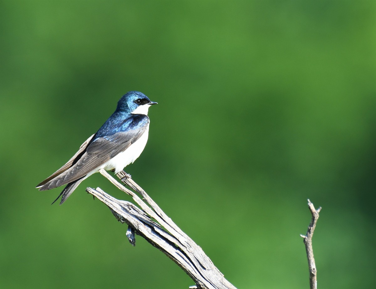 Tree Swallow - ML579304021