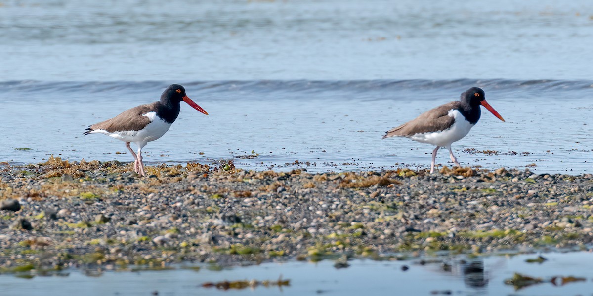 American Oystercatcher - ML579304071