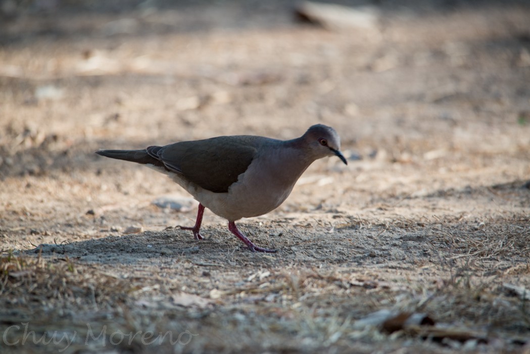 White-tipped Dove - José de Jesús Moreno Navarro