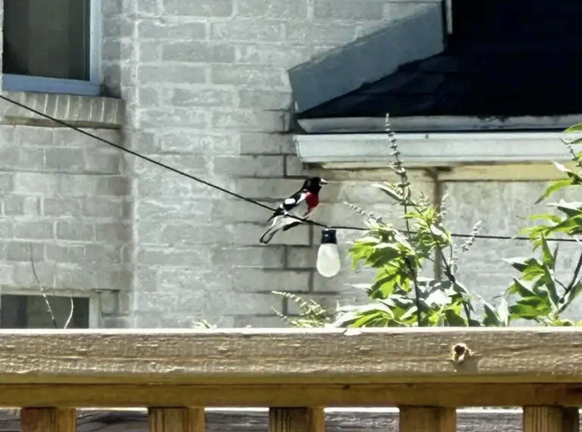 Rose-breasted Grosbeak - ML579305481