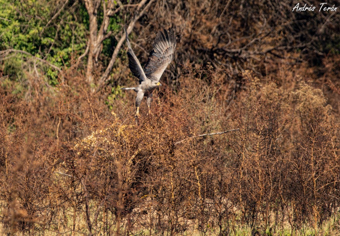 Chaco Eagle - ML579306641