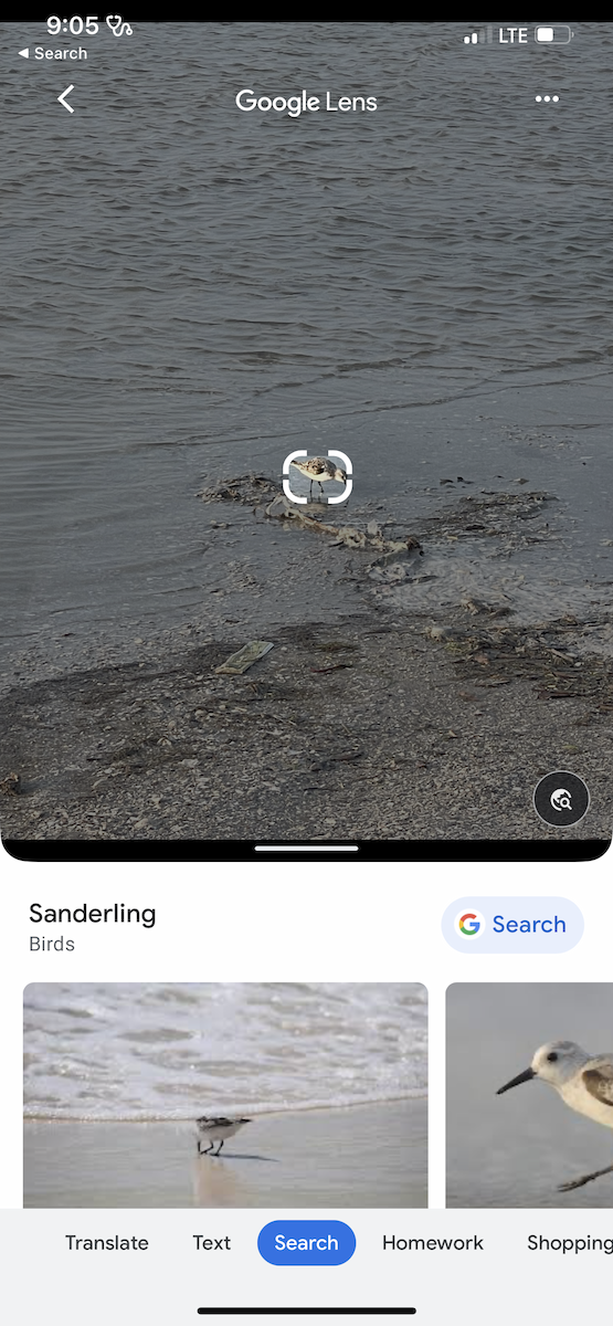 Bécasseau sanderling - ML579306731