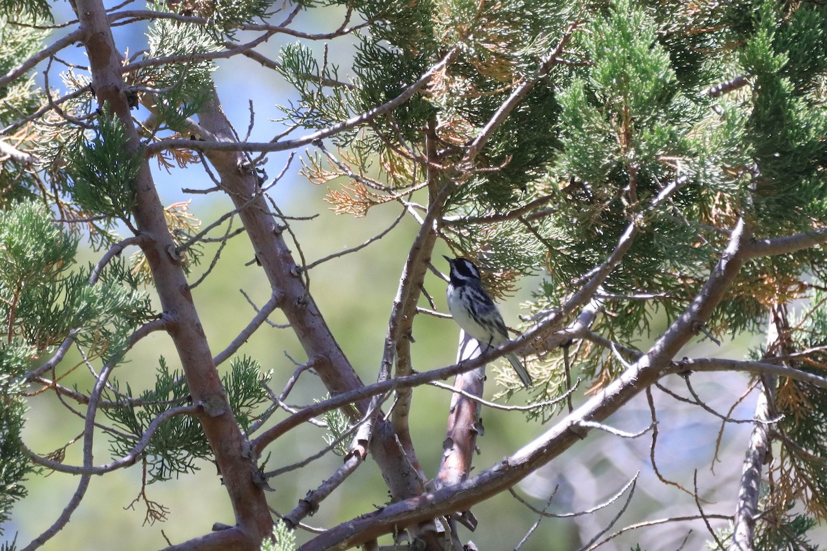 Black-throated Gray Warbler - ML579306851