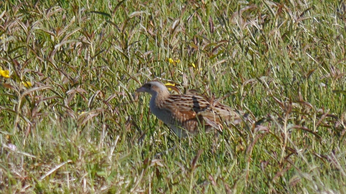 Corn Crake - ML579307811