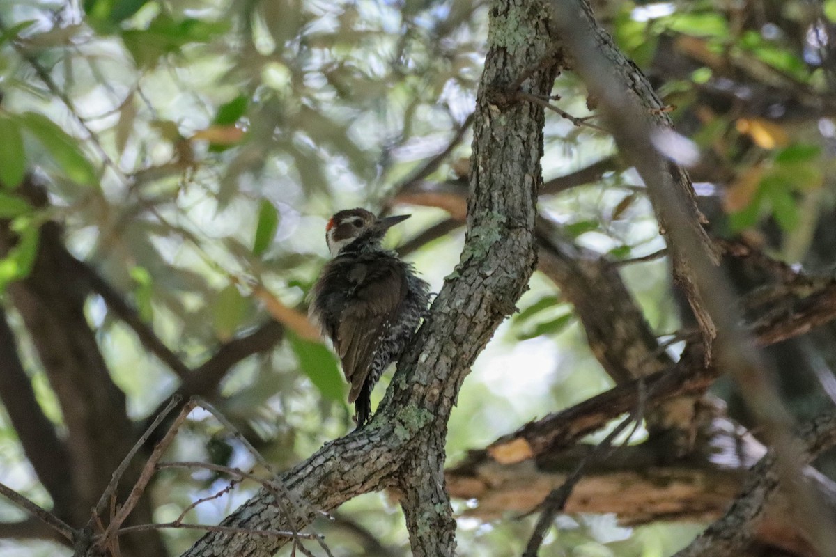 Arizona Woodpecker - ML579308261