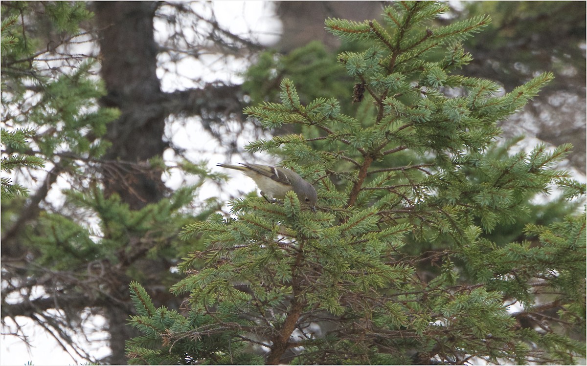 Roitelet à couronne rubis - ML57930841