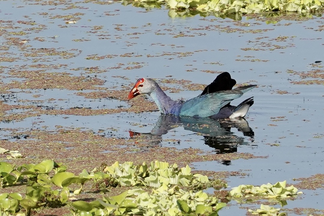 Gray-headed Swamphen - Daniel Winzeler