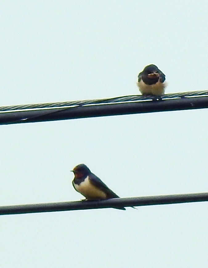 Barn Swallow - ML579310371