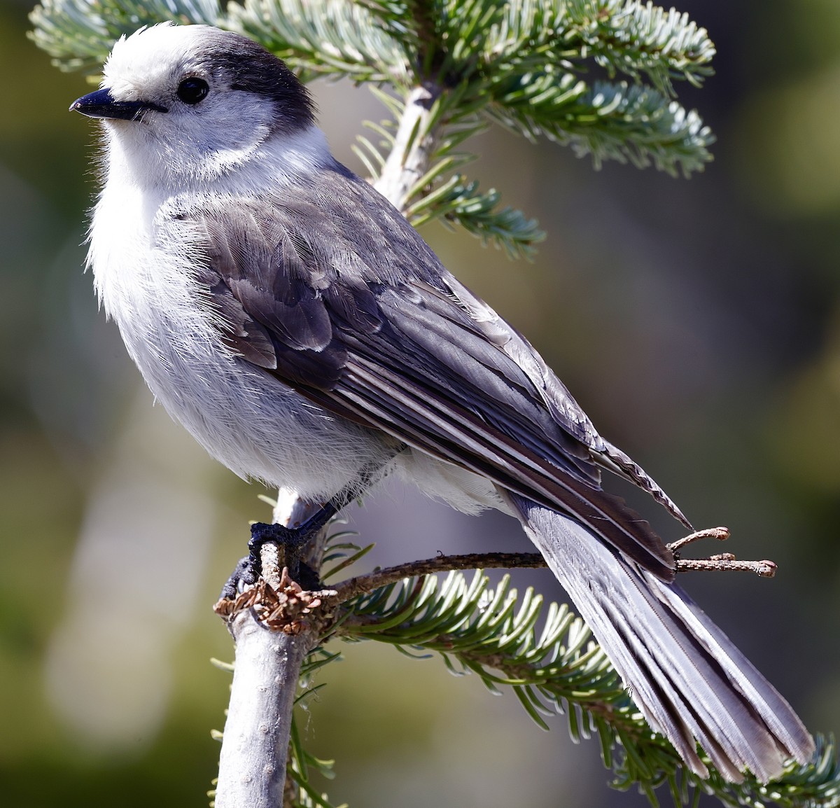 Canada Jay - Christine Stoughton Root