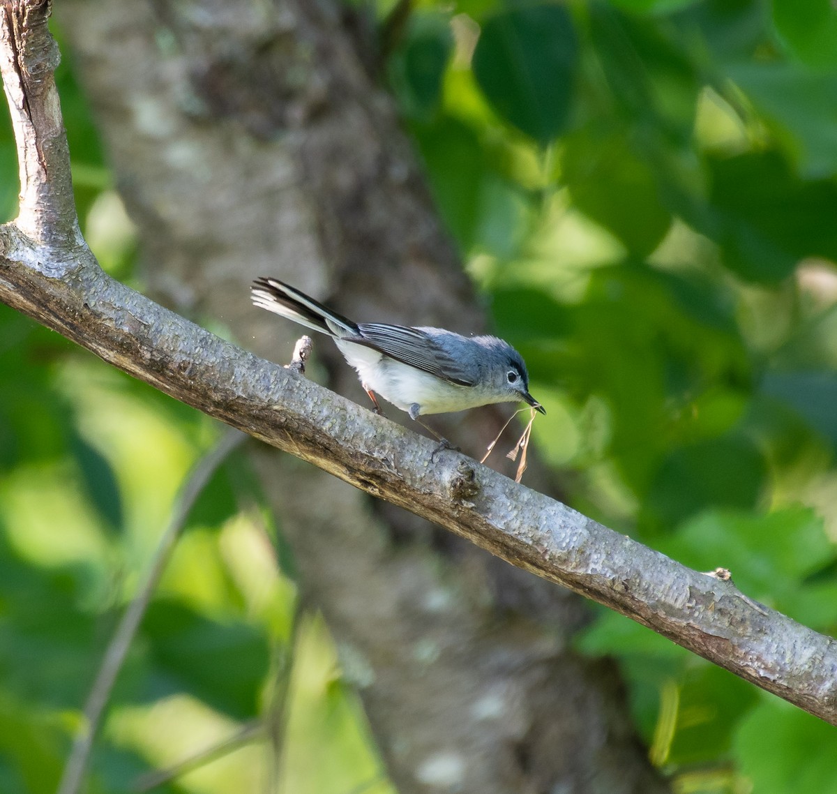 Blue-gray Gnatcatcher - Alex Shadmehr