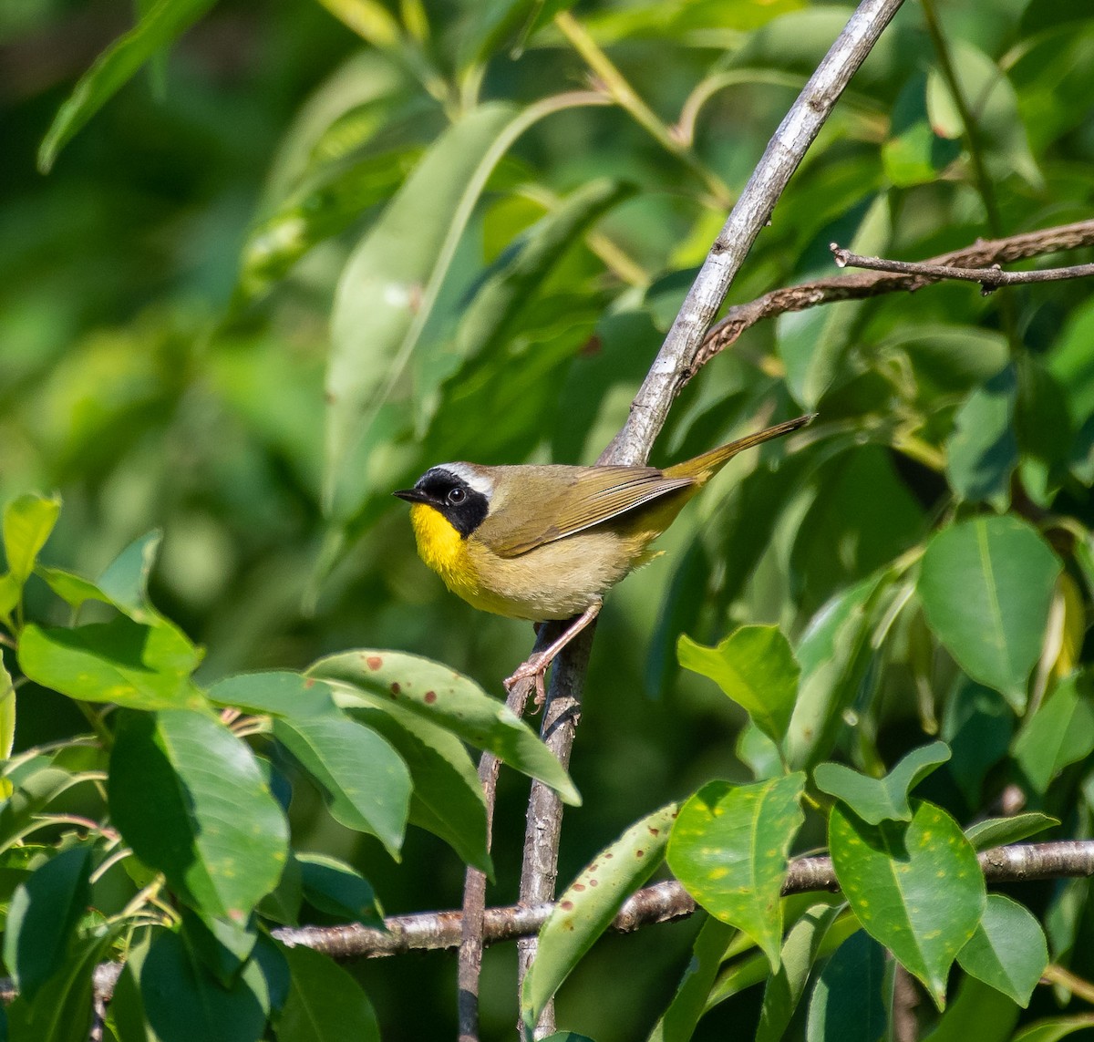 Common Yellowthroat - ML579311691