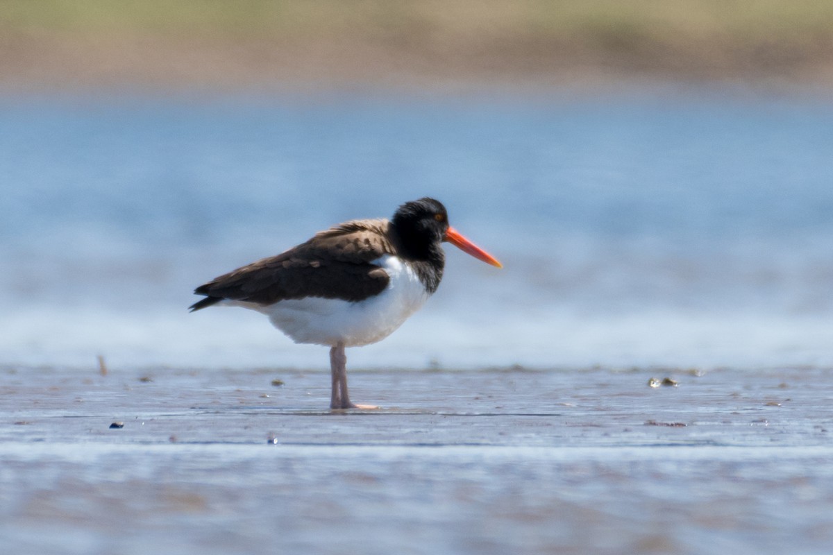 American Oystercatcher - ML579312221