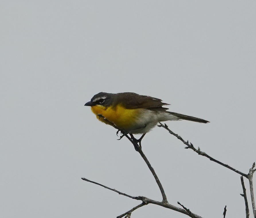 Yellow-breasted Chat - ML579315321