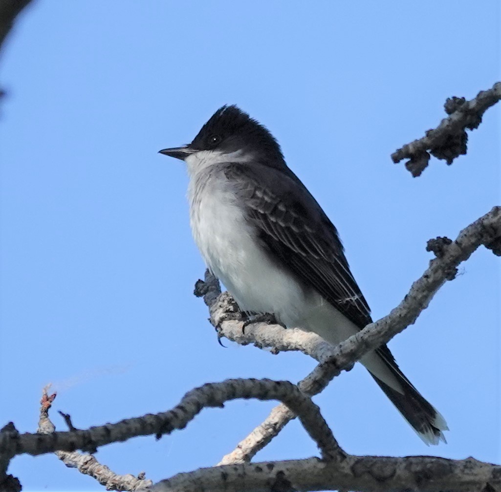 Eastern Kingbird - ML579315451