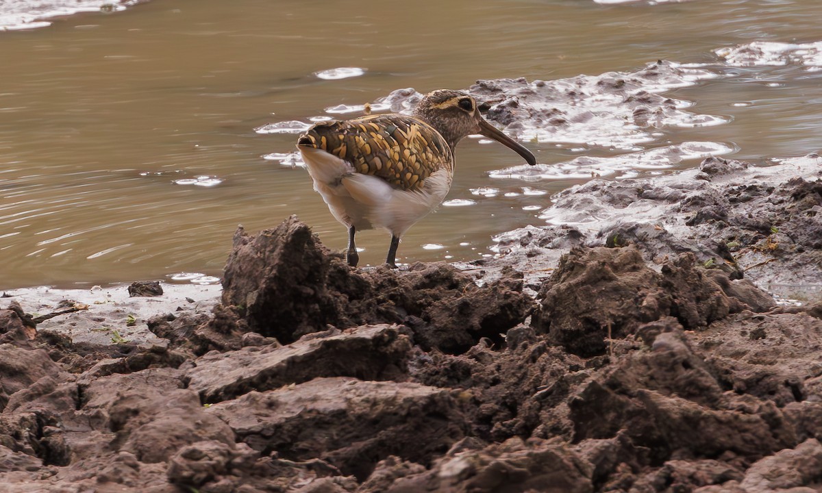 Greater Painted-Snipe - ML579315501