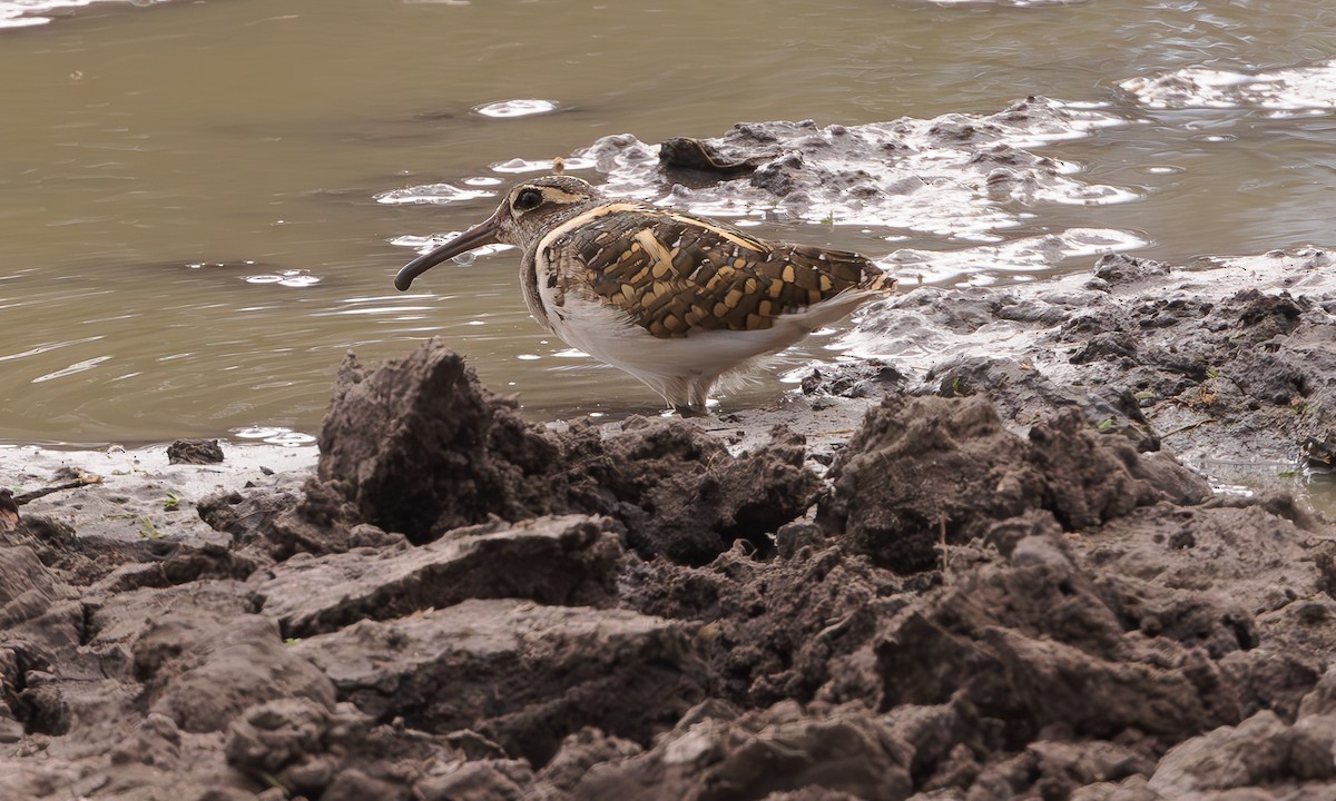 Greater Painted-Snipe - ML579315511