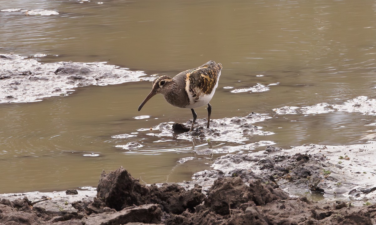 Greater Painted-Snipe - ML579315521