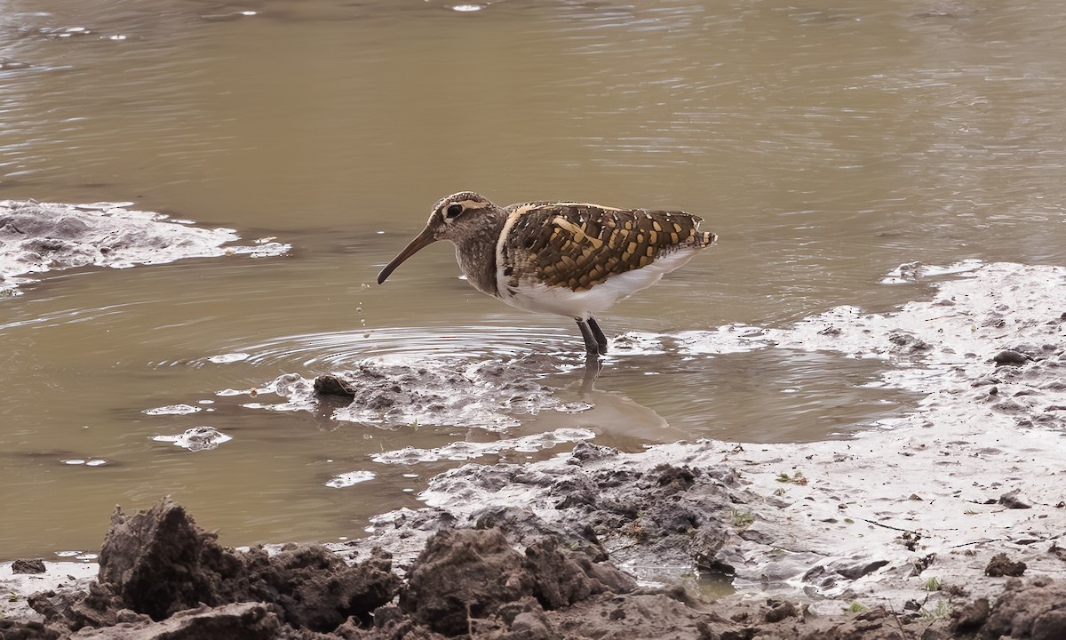 Greater Painted-Snipe - ML579315531