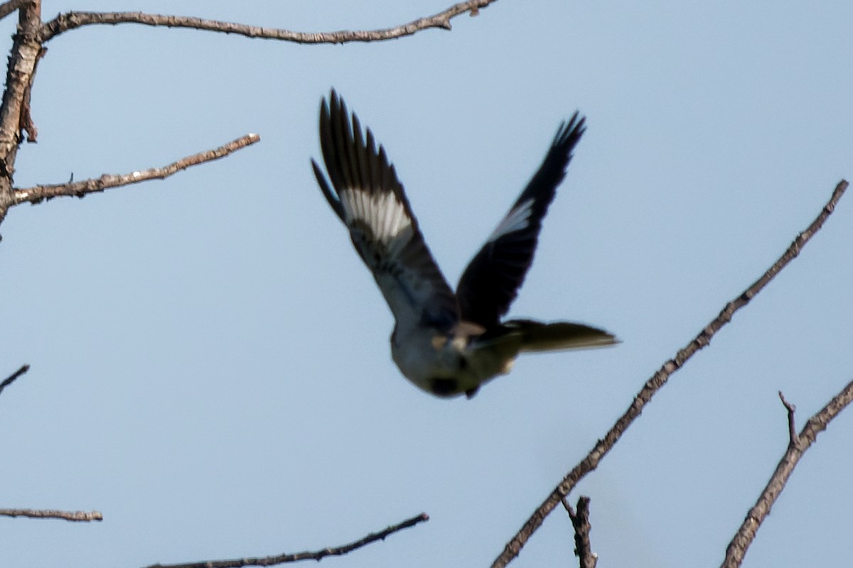 Northern Mockingbird - ML579315591