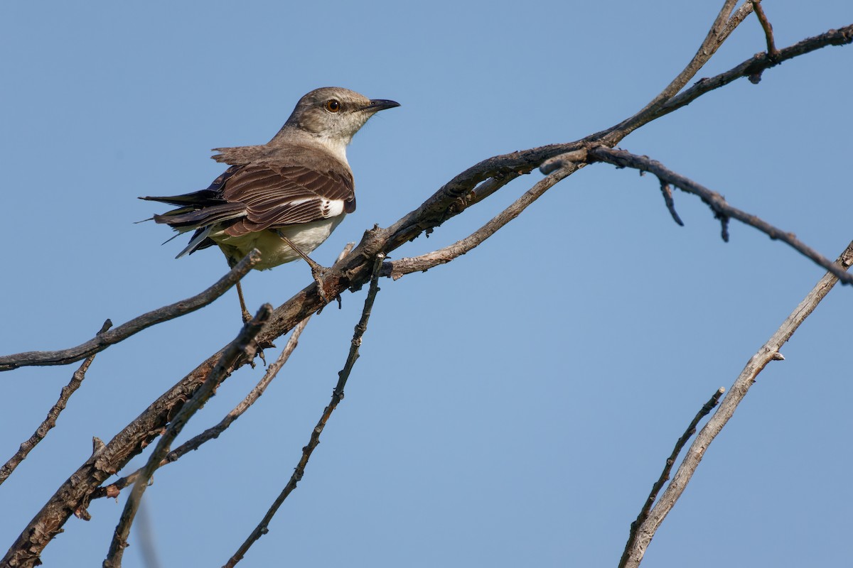 Northern Mockingbird - ML579315621