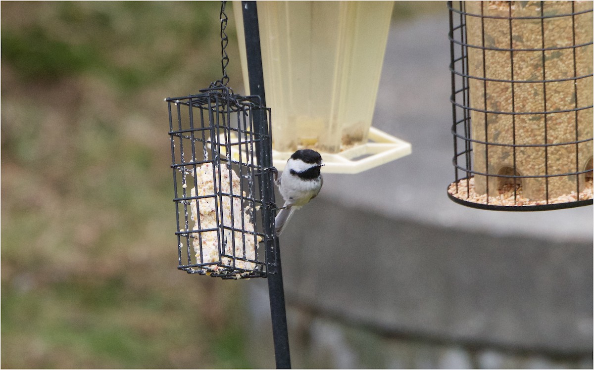 Black-capped Chickadee - ML57931651