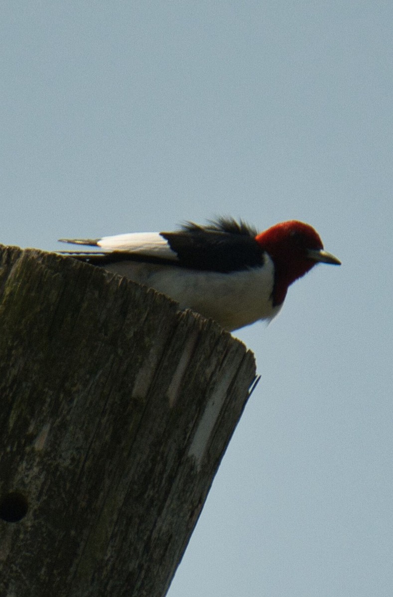 Red-headed Woodpecker - ML579316761