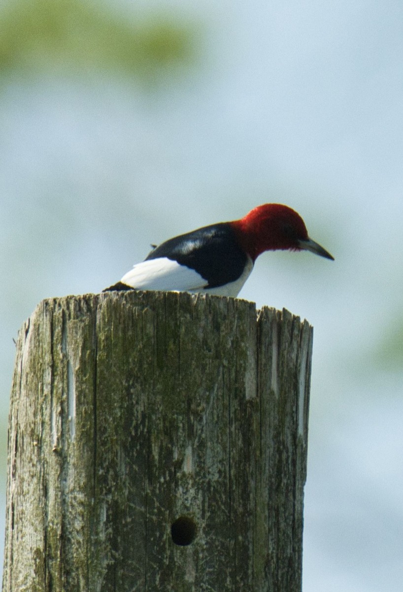 Red-headed Woodpecker - ML579316771