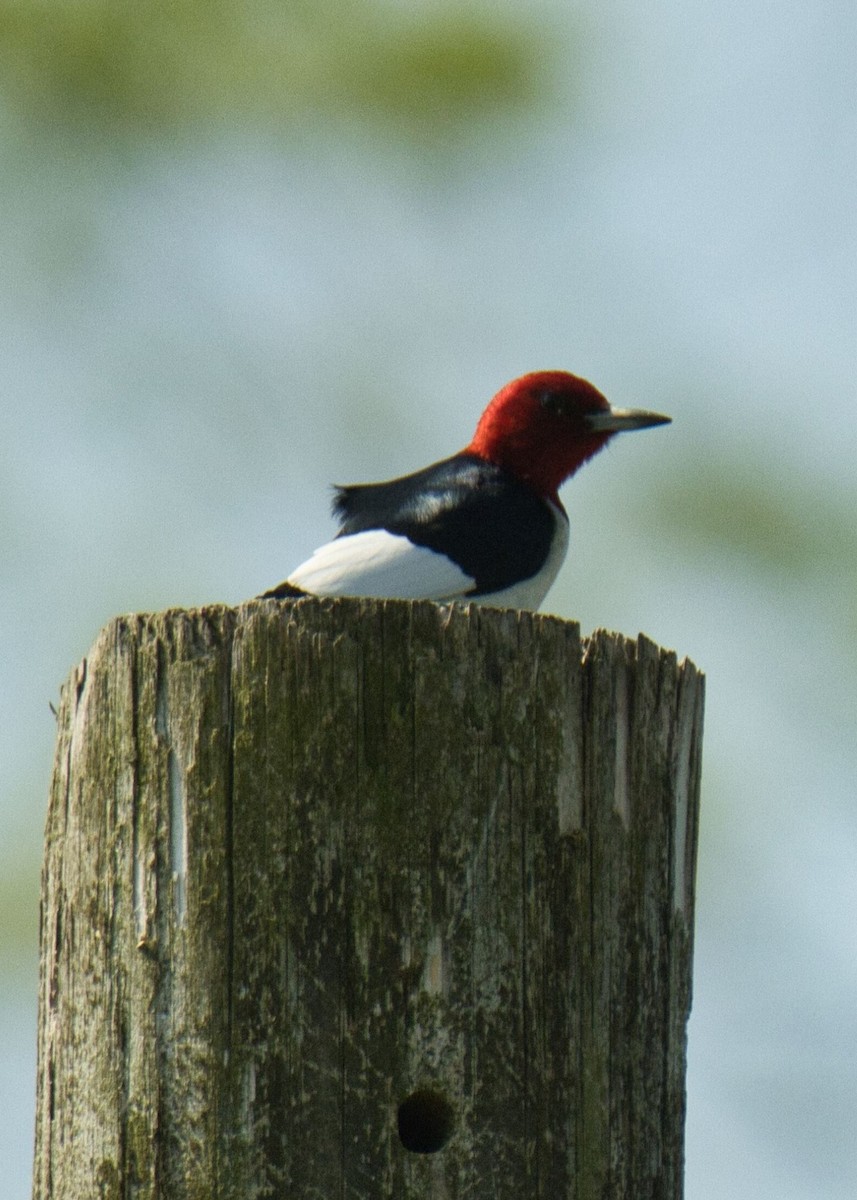 Red-headed Woodpecker - ML579316781