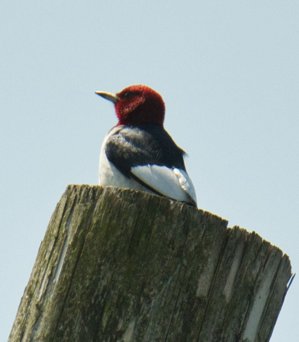 Red-headed Woodpecker - ML579316791