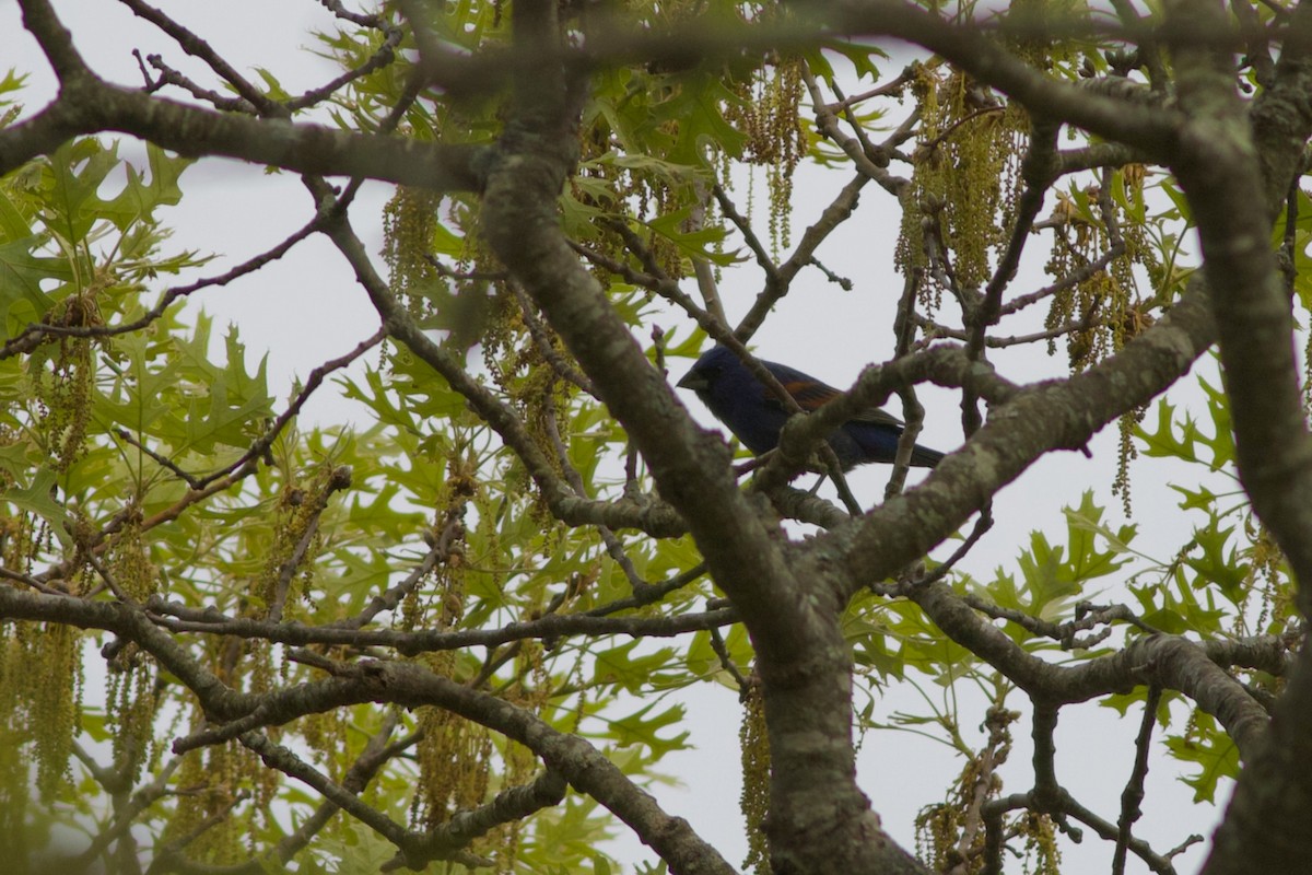 Blue Grosbeak - Sky Kardell