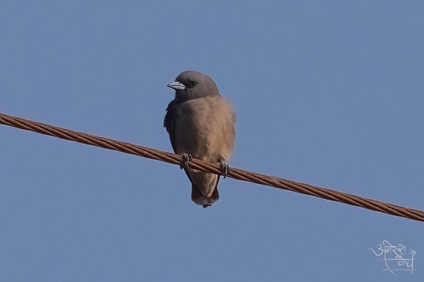 Ashy Woodswallow - ML579318491