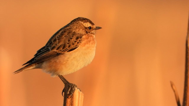 Braunkehlchen - ML579318911