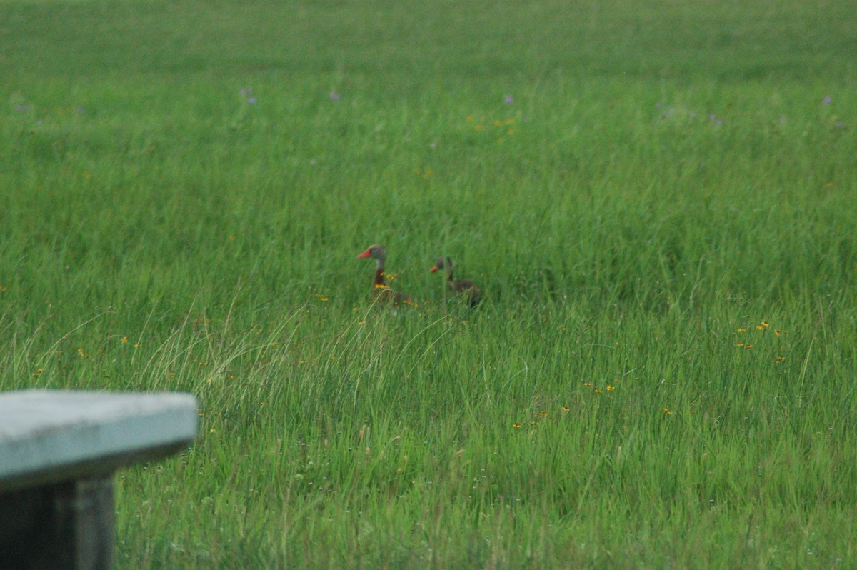 Black-bellied Whistling-Duck - ML579319311