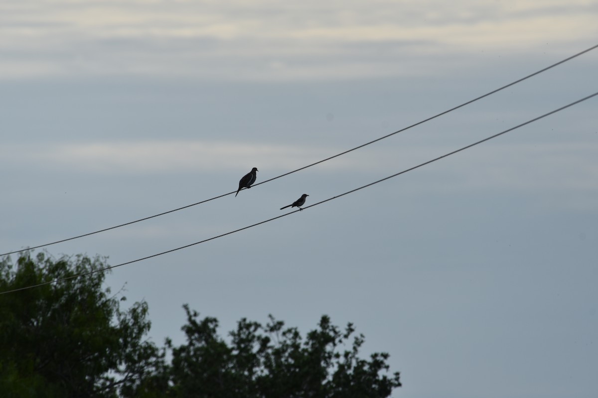 Mourning Dove - ML579321981