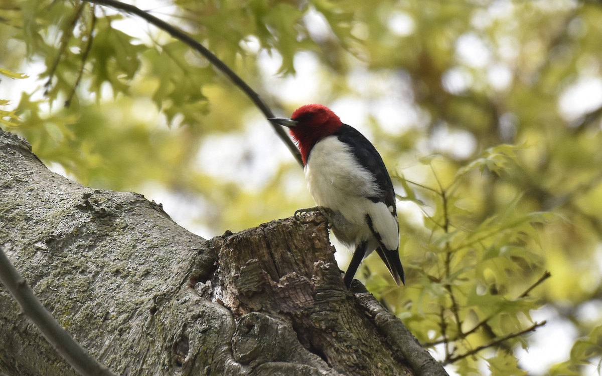 Red-headed Woodpecker - ML579322731