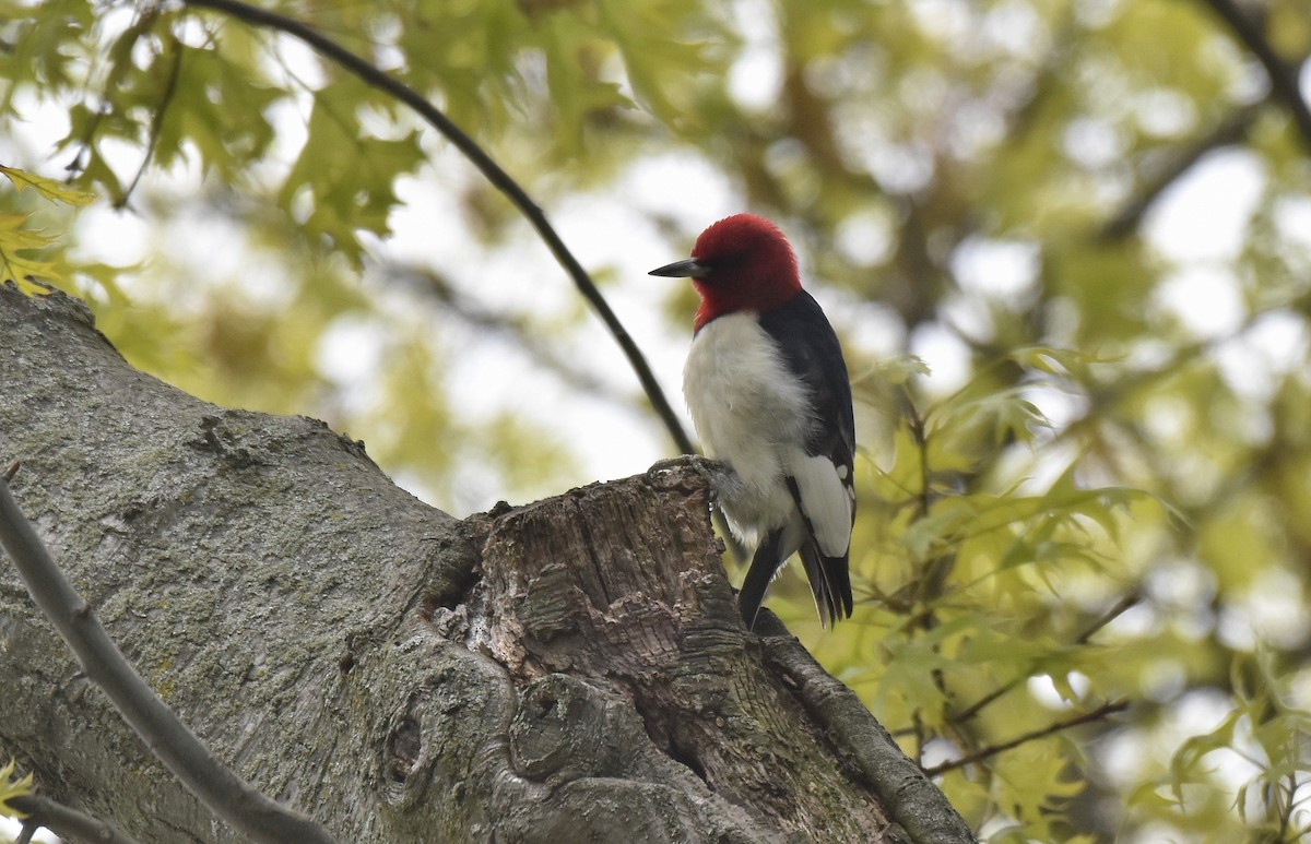 Red-headed Woodpecker - ML579322751