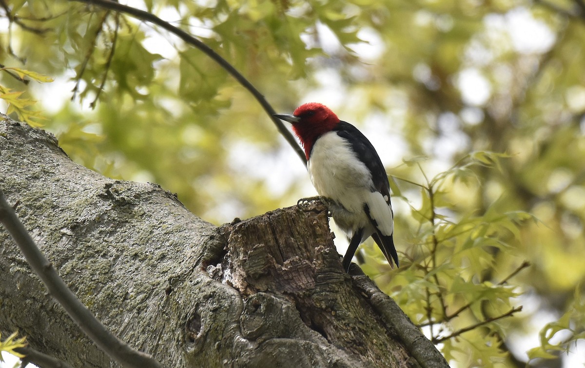 Red-headed Woodpecker - ML579322761