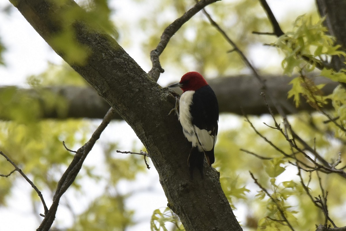 Red-headed Woodpecker - ML579323051