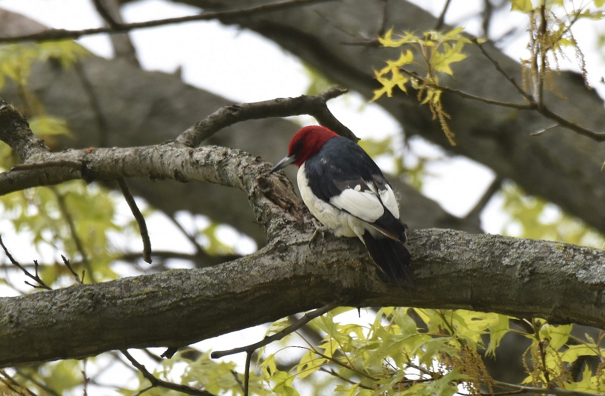 Red-headed Woodpecker - ML579323061